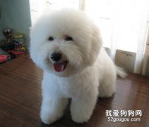 比熊的简单护理方法