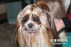 西施犬美容要领