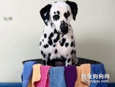 斑点狗洗澡请注意要点