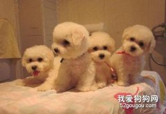 不同年龄比熊的饲喂要点