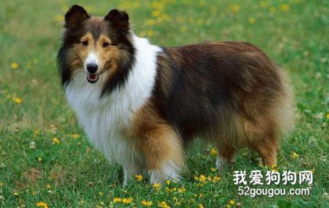 喜乐蒂牧羊犬美容