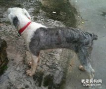 古代牧羊犬掉毛的原因和护理