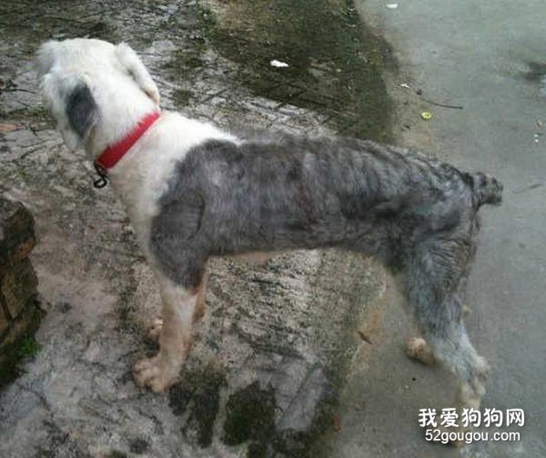 古代牧羊犬掉毛
