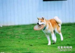 训练秋田犬的四个注意事项