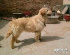 金毛犬什么时间换毛