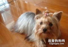 约克夏美容护理知识