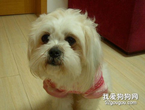 西施犬掉毛