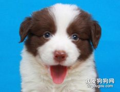 <b>如何判断狗狗的肢体语言？</b>