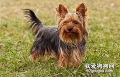 教你修饰约克夏的耳朵