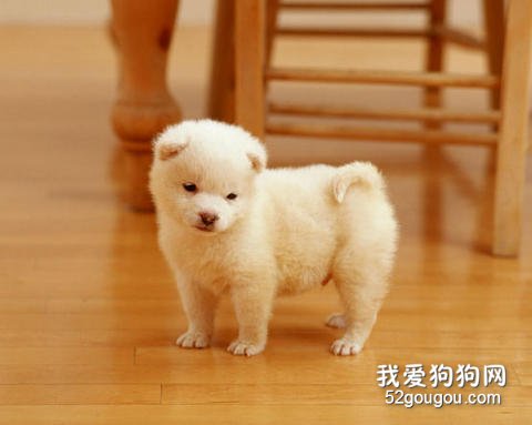 养狗狗