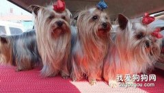 约克夏的毛发美容