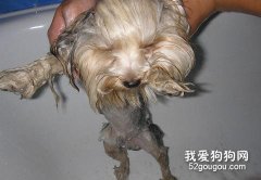 约克夏的清洗方法