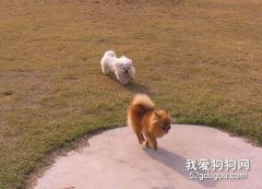 博美犬运动能促进健康发育