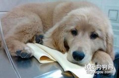 狗狗厌食怎么办？