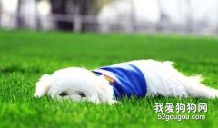 狗狗晕车、窒息及休克怎么办？