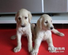 阿富汗猎犬饲养