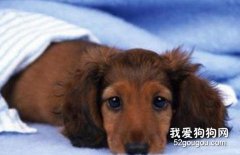 犬的疾病征兆