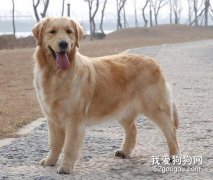 金毛犬的日常护理