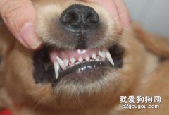 如何通过牙齿判断金毛犬的年龄？