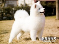 训练萨摩耶犬养成五种好习惯