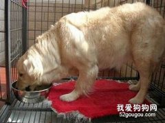 金毛犬的冬季饮食