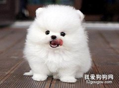 博美狗饮食应注意的事项