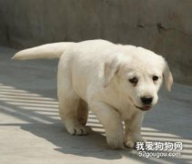 狗狗刚到家你该怎么做？