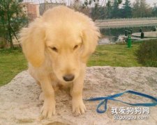 纠正金毛犬扑人的坏习惯