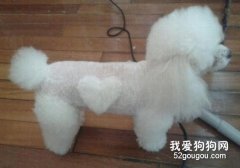 全面为您的狗狗做美容