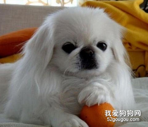 北京犬美容
