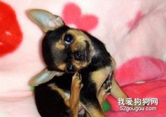 让狗狗耳朵奇痒无比的罪魁祸首