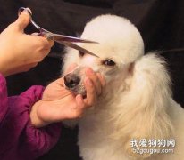 设计宠物狗美容的步骤