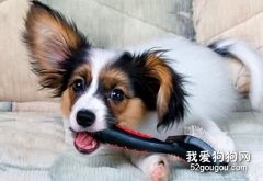 秋冬季节宠物狗的健康养护注意的几个方面