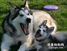 如何判断宠物得了“精神病”