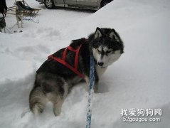 如何训练雪橇犬？