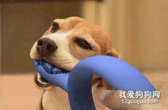 宠物的日常护理项目