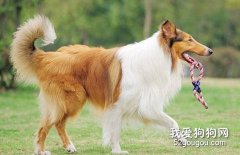 爱犬日常体育锻炼的要点