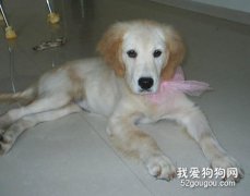 宠物换毛季节的保洁