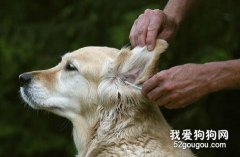 消除狗狗的三大臭