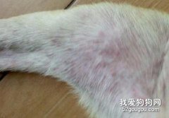 如何防治腊肠狗狗的螨虫病？