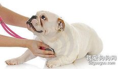 怎样听诊狗狗？