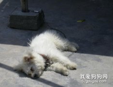 狗狗被电击了怎么办？