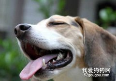 怎样防治狗狗牙周炎？
