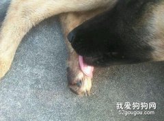 狗狗被夹伤了怎么处理？