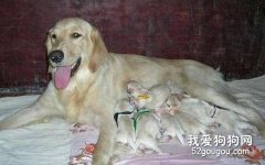 怎样治疗狗狗产后低血钙症？