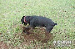 狗狗总是刨地怎么办？