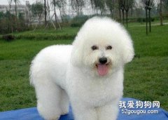 比熊狗狗扮美绝招
