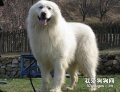 狗狗有哪些性格特质？