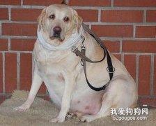如何判断狗狗肥胖？
