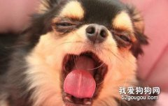 怎样做好狗狗的口腔保健工作？